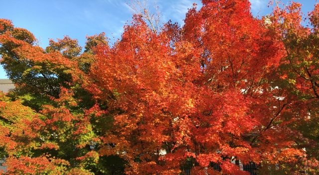 【保存版】2025年紅葉の見ごろ予想＆絶景スポット完全ガイド