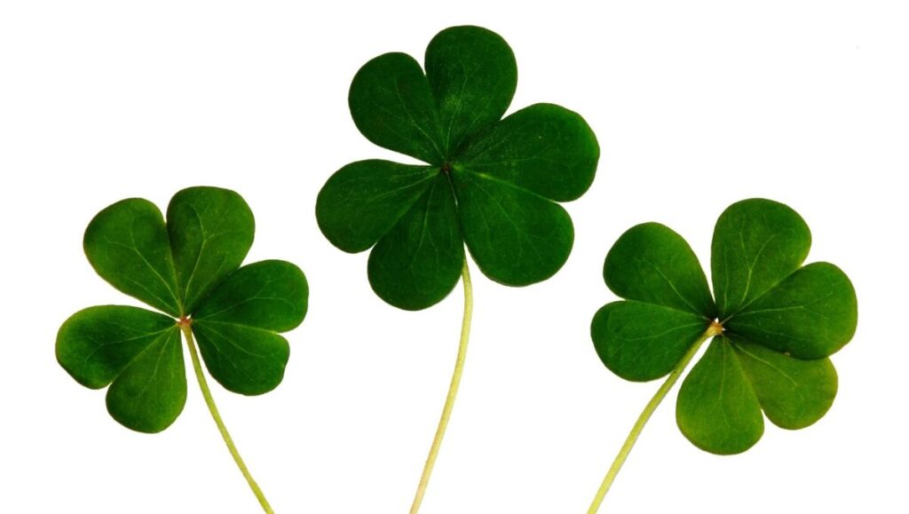 主婦必見！年末ジャンボ2025「買い方のコツ」完全ガイド