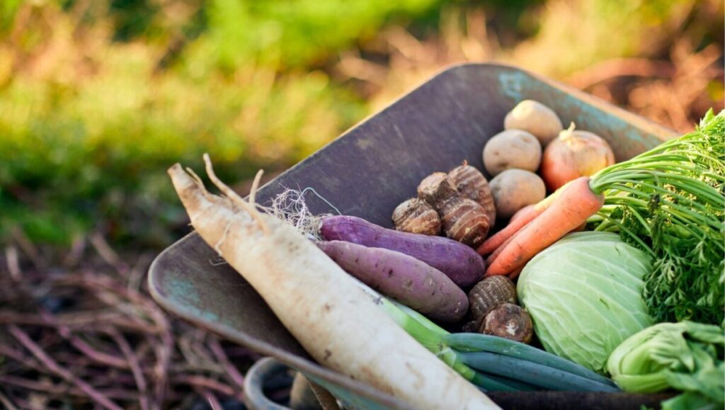 ふるさと納税 おすすめ 返礼品|生活必需品もいいけれど、私はコレを選びます