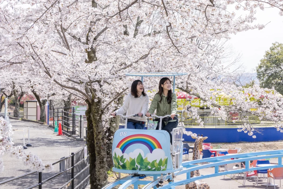 🌸【2026年版】東京＆近郊で楽しむ花見祭り5選｜開催日・ライトアップ情報まとめ