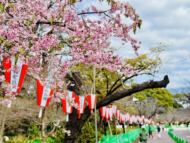 🌸【2026年版】東京＆近郊で楽しむ花見祭り5選｜開催日・ライトアップ情報まとめ