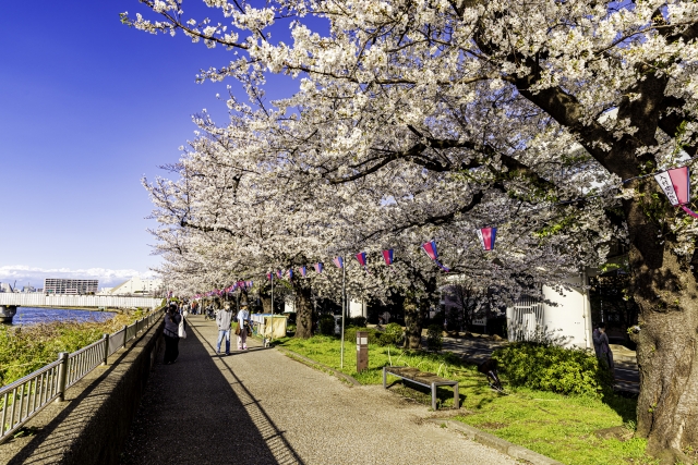 🌸【2026年版】東京＆近郊で楽しむ花見祭り5選｜開催日・ライトアップ情報まとめ